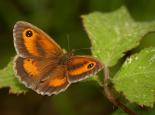 Gatekeeper butterfly - David Longshaw